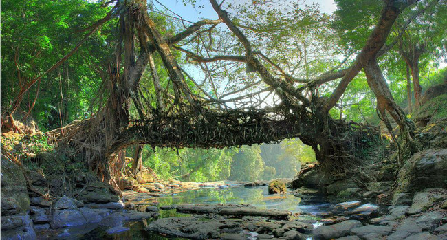 Living Root Bridge