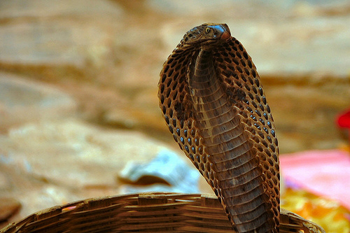 Nag-Panchami