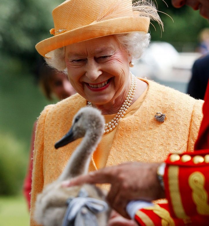 queen elizabeth ii swans