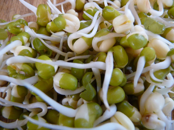 Bean Sprouts