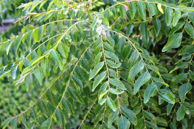 Curry Leaves