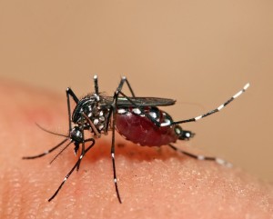 Dengue