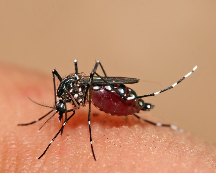 Dengue