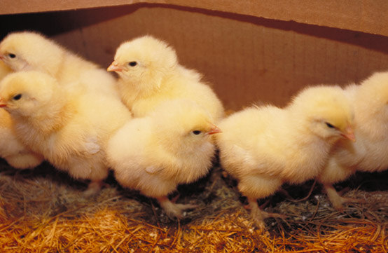 baby-chicks