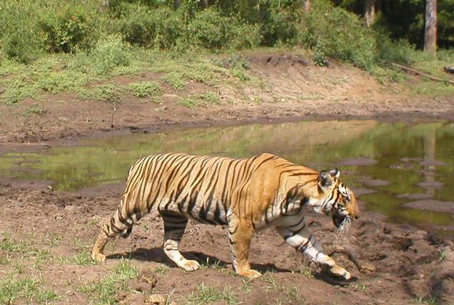 Sunderbans