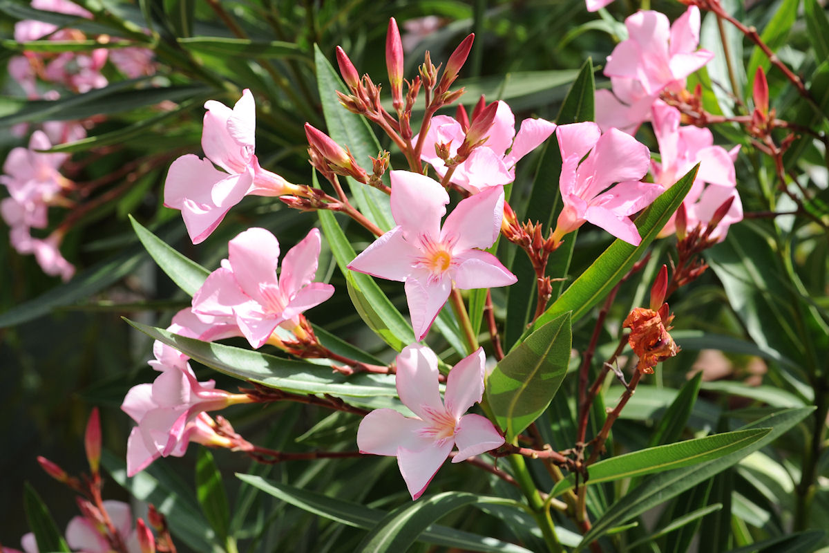 Oleander