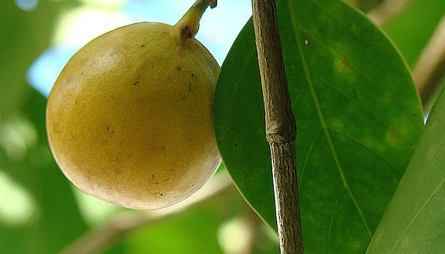 Manchineel