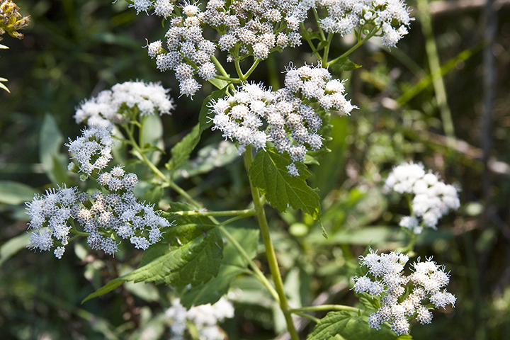 Snakeroot