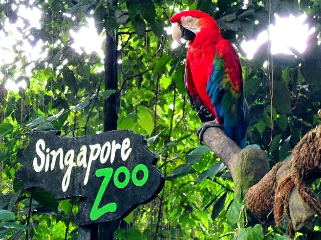 Singapore Zoo