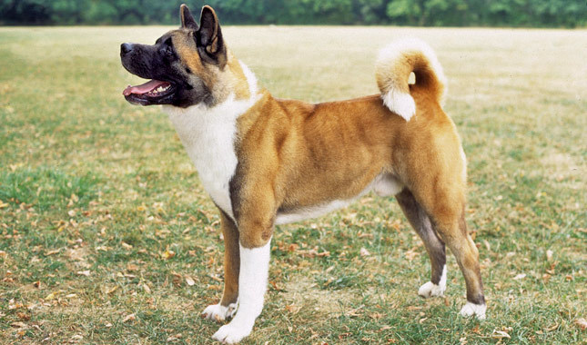 Akita