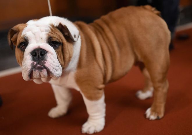 English Bulldog