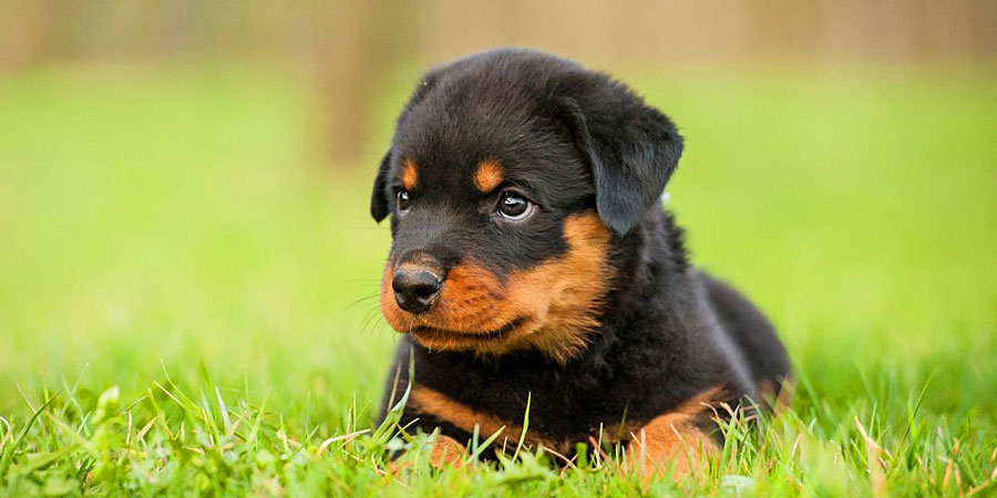 Rottweiler