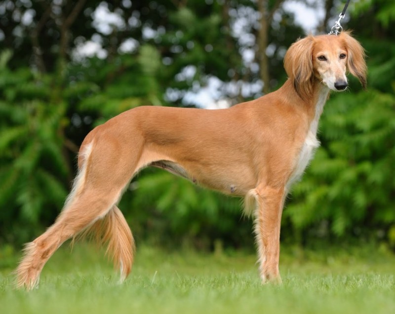 Saluki