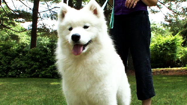 Samoyed