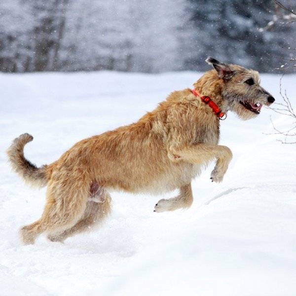 Irish Wolfhound