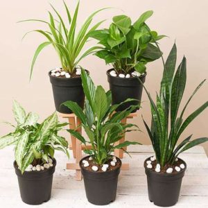 Air Purifying Indoor Plants