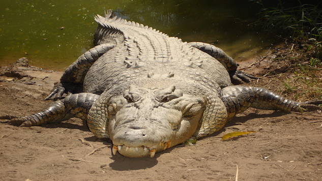 Crocodiles